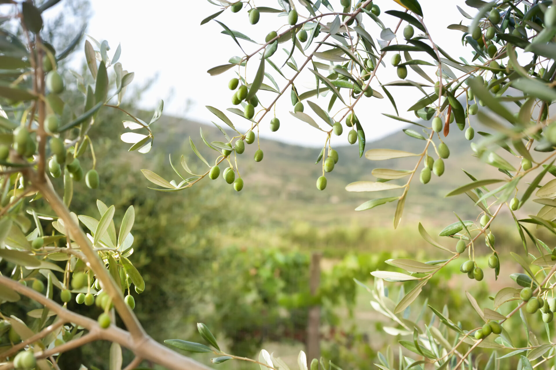 Branches of an olive tree with green olives, symbolizing the EU-funded OLIWA project that focuses on recycling olive waste into feed, packaging, and biogas.