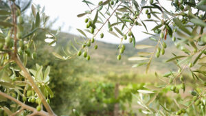 Branches of an olive tree with green olives, symbolizing the EU-funded OLIWA project that focuses on recycling olive waste into feed, packaging, and biogas.