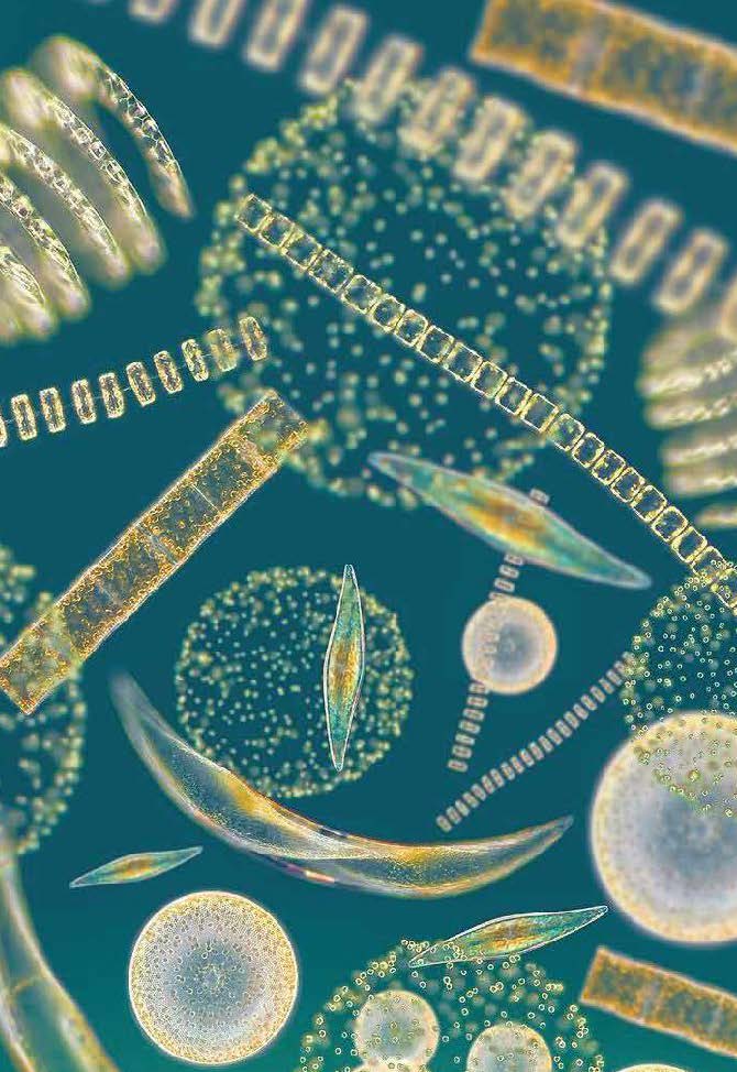 Project develops microalgae applications